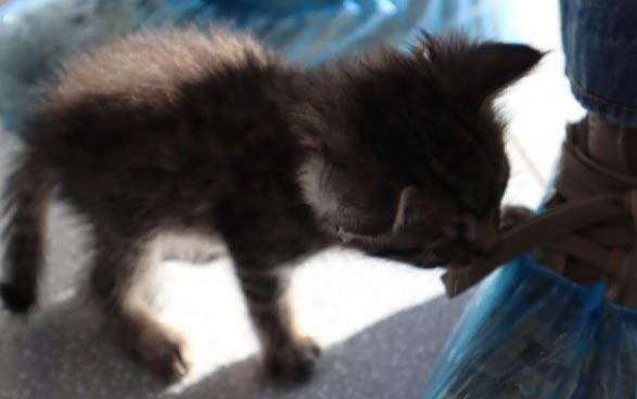 猫传腹传染给别的猫的几率大吗