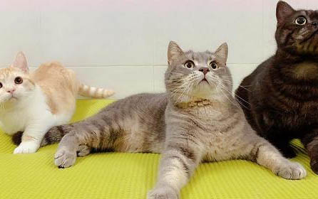 猫咪白细胞低是怎么回事啊