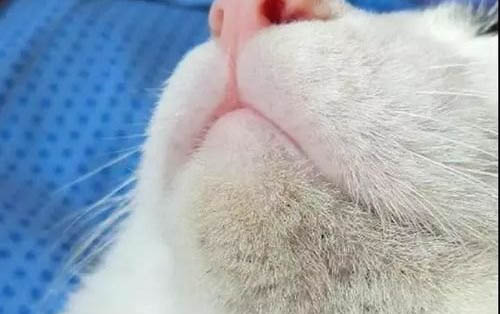 会不会寄养过的猫咪不认人