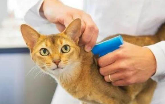 猫怀孕多久有胎动