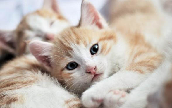 小猫一直叫怎么解决