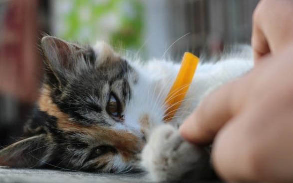 两个月的小猫带回来吃幼猫粮一直拉稀