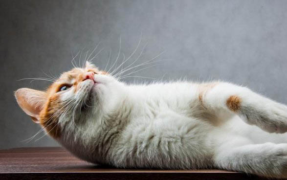 猫咪为何搬家躲着不出来