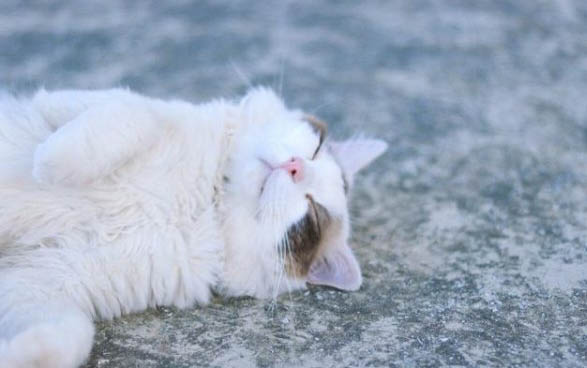 6个月的小猫会怀孕吗