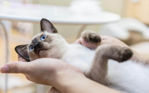猫咪拉稀怎么快速解决方法