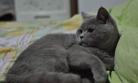 猫内驱需要禁食多久