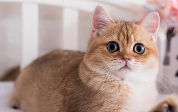 刚出生的小猫拉屎拉尿怎么处理啊