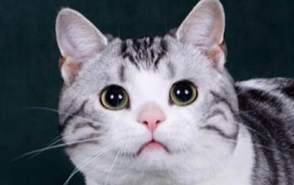 小猫尿床怎么解决