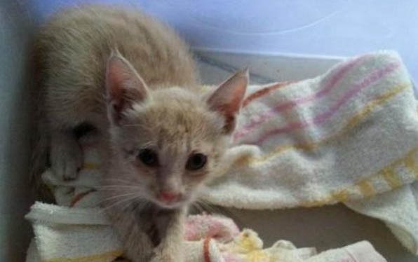 猫咪为什么会有黑下巴现象