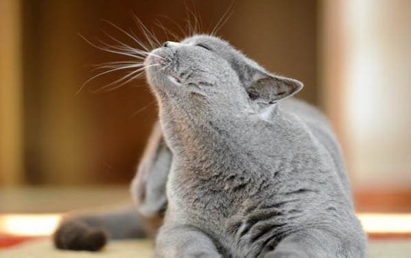 猫咕噜咕噜的叫不停是为什么