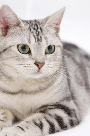 猫咪老喜欢咬人手怎么办