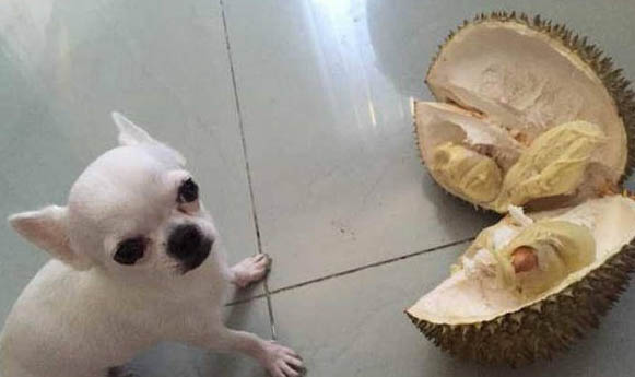 狗狗瞳孔变大缩小的原因及处理方法