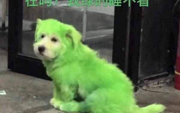 小狗拉稀便血怎么回事