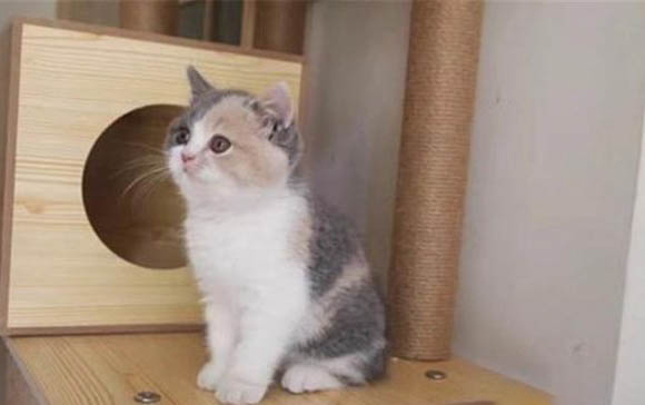 肠胃宝小猫喂多少