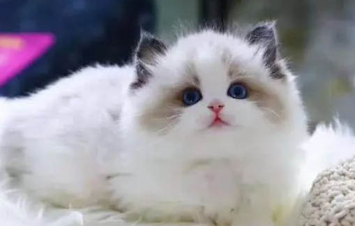 猫可以吃黄芪多糖吗