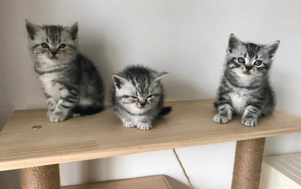 小猫呕吐白色泡沫的原因及处理方法