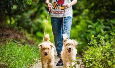 幼犬什么时候可以带出门遛狗