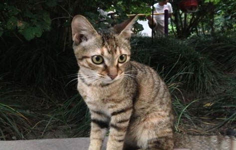 中华田园猫多少钱一只?