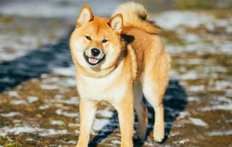 黄柴犬多少钱一只