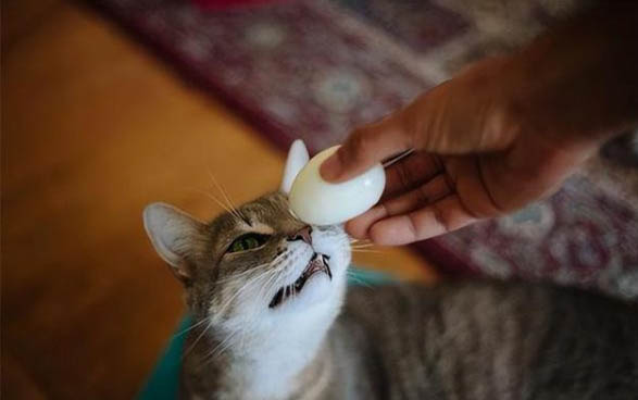 猫咪干呕吐不出来声音嘶哑怎么办