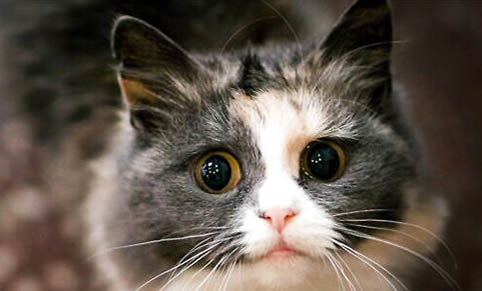 小猫多大的时候用猫砂盆
