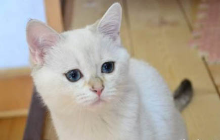 猫咪为什么没事就睡觉呢