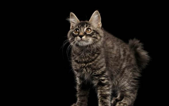 小猫屁股有虫子怎么办