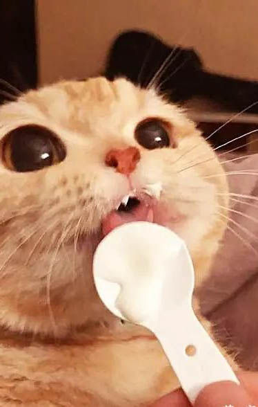 猫吃生肉多久驱虫一次好
