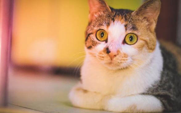 刚出生小猫身体发凉有救吗