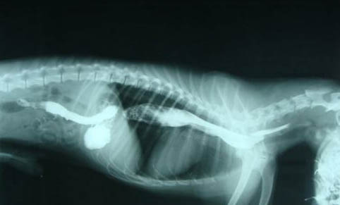 德国牧羊犬为什么要禁养