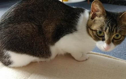 猫喜欢的温度