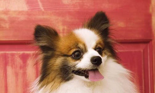 蝴蝶犬一只需要多少钱每个级别的价格都是有很大不同的
