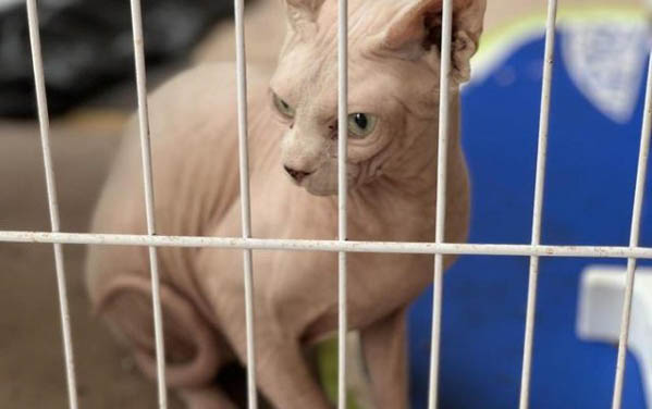 刚刚生下的小猫人工养得活吗