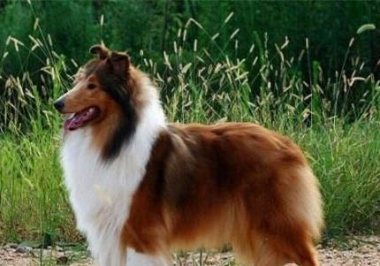 苏格兰牧羊犬如何训练
