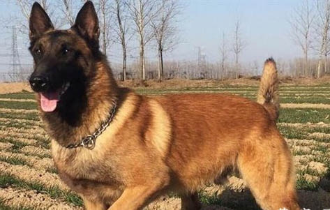 马犬价格多少钱一只