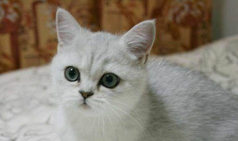 母猫体外驱虫后可以喂小猫奶吗