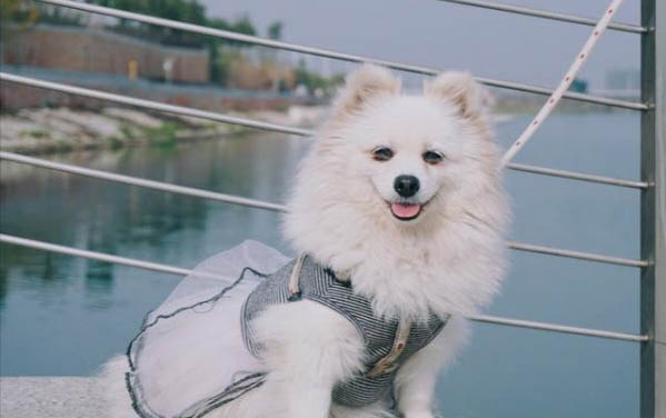 三个月博美狗狗怎么训练定点大小便呢