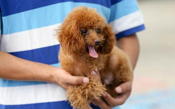 贵宾犬不同的价格差异