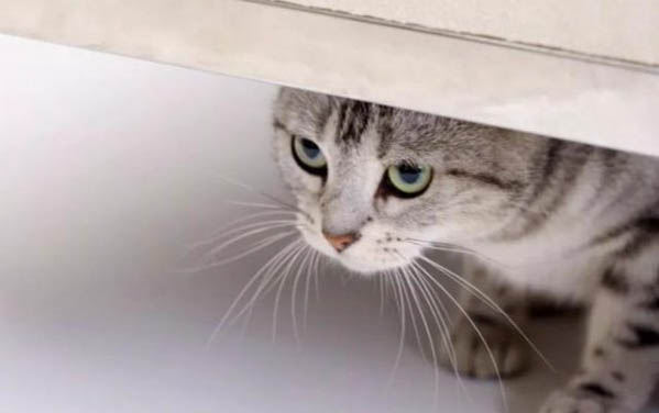 猫咪吐毛球是什么样子