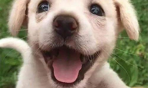 幼犬半夜叫个不停怎么办,幼犬可以吃狗粮吗