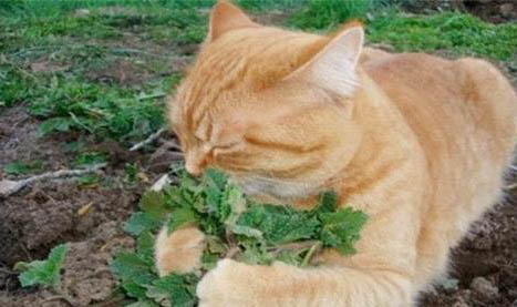 猫瘟撑过几天算安全了啊