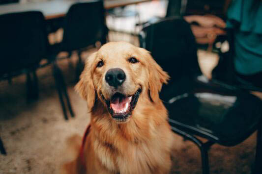 罗威纳犬的性格是什么样的
