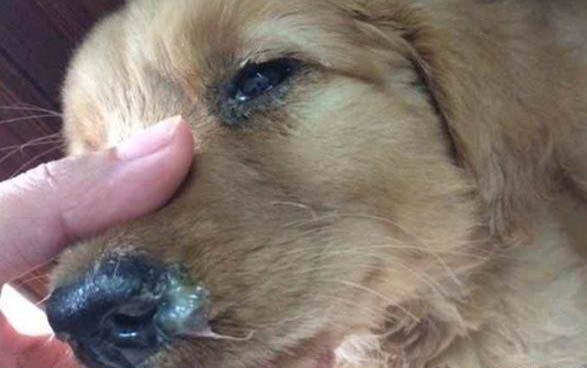 狗狗动物尾巴的作用