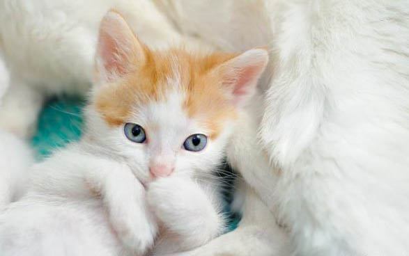 还没满月的小猫身上有跳蚤怎么办