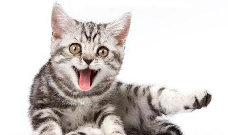两个月的小猫独自流浪能活吗?
