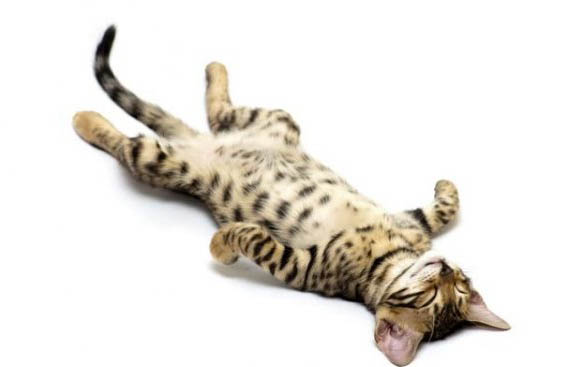 如何判断猫咪难产的原因