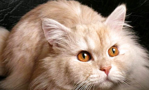 家里养猫后怎么清理猫毛?