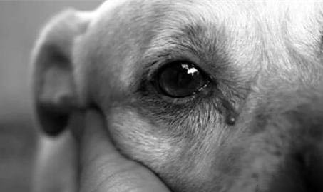 中国十大禁犬排名