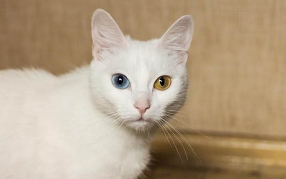 猫咪来到新家一直叫怎么办