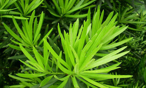 罗汉鱼不起头的原因及处理方法